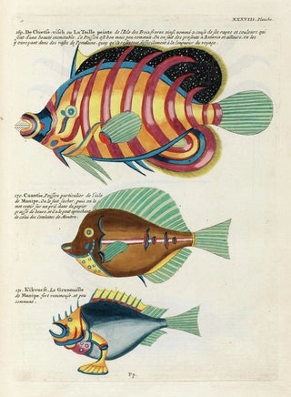 Louis Renard - Poissons ecrevisses et crabes de diverses couleurs et figures extraordinaires Pl081.webp