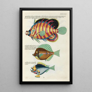 Louis Renard - Poissons ecrevisses et crabes de diverses couleurs et figures extraordinaires Pl081.webp
