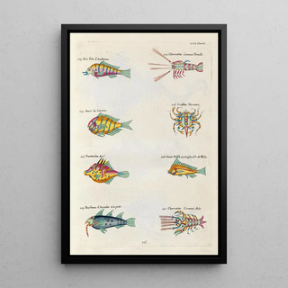Louis Renard - Poissons ecrevisses et crabes de diverses couleurs et figures extraordinaires Pl096.webp