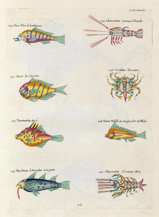 Louis Renard - Poissons ecrevisses et crabes de diverses couleurs et figures extraordinaires Pl096.webp