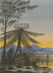 Vista cerca de Auckland Tarde Árboles y Helechos - Lt Gen Charles Emilius Gold — vista de la obra