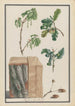 Estudios de flores, frutas y tronco de un roble pedunculado Quercus robur - Ludwig Pfleger — vista de la obra
