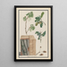 Estudios de flores, frutas y tronco de un roble pedunculado Quercus robur - Ludwig Pfleger — cuadro enmarcado en la pared