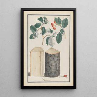 Ludwig Pfleger - Studies of the leaves blossoms fruits and trunk of a whitebeam Sorbus subgenus Aria.webp