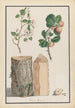 Estudios del tronco, de las flores y de las frutas de un manzano silvestre Malus sylvestris - Ludwig Pfleger — vista de la obra