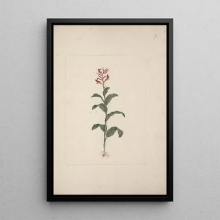 Luigi Balugani - Canna bidentata Bertol.webp