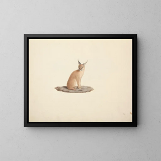 Luigi Balugani - Caracal caracal.webp