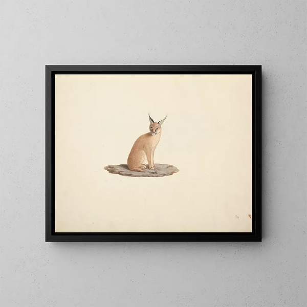 Caracal caracal - Luigi Balugani — framed artwork on a wall