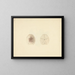 Clypéasteroïdes - Luigi Balugani — cuadro enmarcado en la pared
