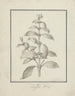 Coffea arabica L. Café Arábica dibujo terminado de brotes con hojas y bayas - Luigi Balugani — vista de la obra
