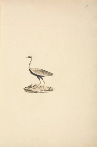 Luigi Balugani - Lissotis hartlaubii.webp