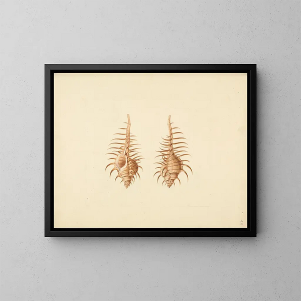 Murex pecten - Luigi Balugani — framed artwork on a wall