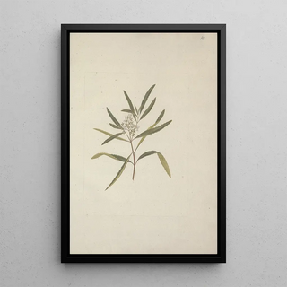 Luigi Balugani - Nuxia oppositifolia Hochst Benth.webp