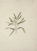 Nuxia oppositifolia Hochst Benth - Luigi Balugani — vista de la obra