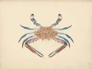 Luigi Balugani - Portunua pelagicus.webp