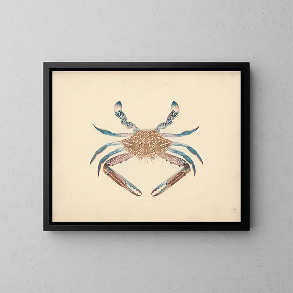 Portunus pelagicus - Luigi Balugani — framed artwork on a wall