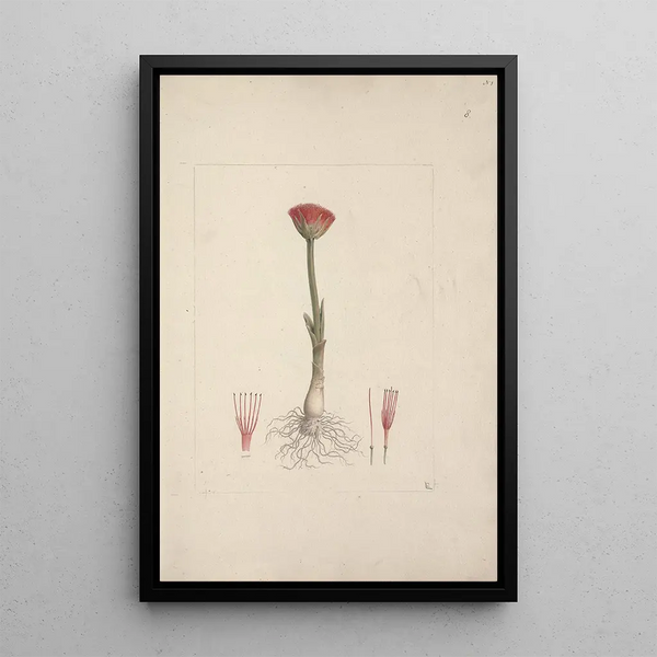 Luigi Balugani - Scadoxus puniceus L FrissNordal.webp
