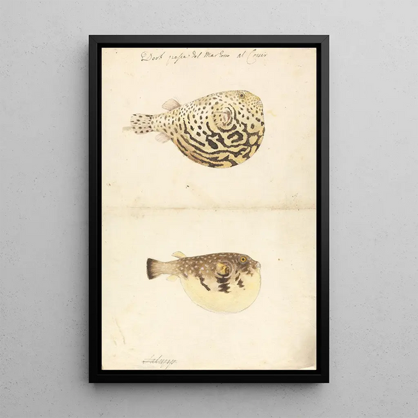 Luigi Balugani - Two Blowfish.webp