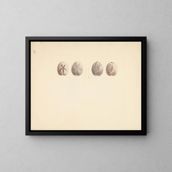 Sand dollar painting unidentified - Luigi Balugani — framed artwork on a wall