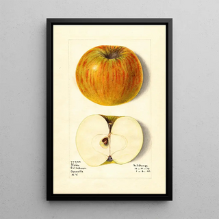 M Strange - Malus domestica Swan.webp