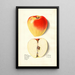 Malus domestica Yellow Bellflower - M Strange — framed artwork on a wall