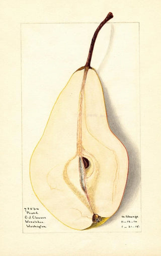 M Strange - Pyrus communis Pound.webp