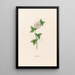Rosa canela - Magdalena Rosina Funck — cuadro enmarcado en la pared