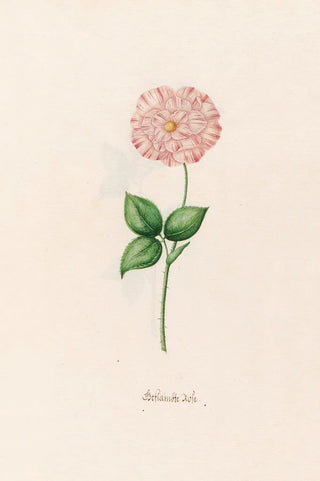 Magdelena Rosina Funck - Geftambte rose.webp