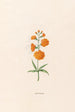 Leucojum - Magdalena Rosina Funck — vista de la obra