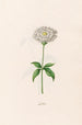 Lychnis - Magdalena Rosina Funck — vista de la obra