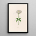 Lychnis - Magdalena Rosina Funck — cuadro enmarcado en la pared