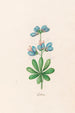 Lupins - Magdalena Rosina Funck — vista de la obra