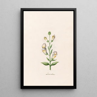 Magdelena Rosina Funck - Lwen rachen.webp