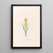 Muscari - Magdalena Rosina Funck — cuadro enmarcado en la pared