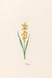 Muscari - Magdalena Rosina Funck — vista de la obra