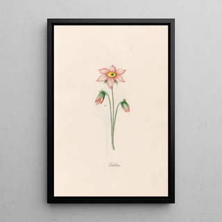 Magdelena Rosina Funck - Psifilla.webp