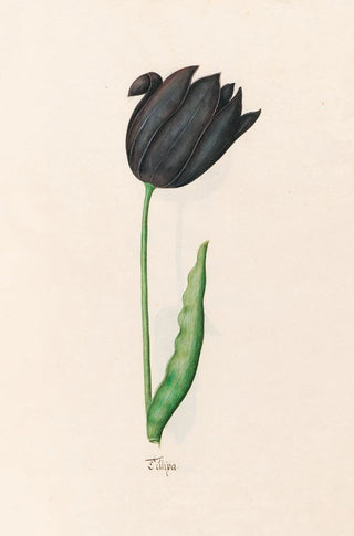 Magdelena Rosina Funck - Tlipa.webp