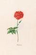 Turkish Rose Painting - Magdalena Rosina Funck — artwork view
