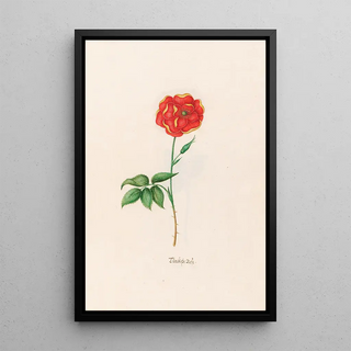 Magdelena Rosina Funck - Trckishe rose.webp