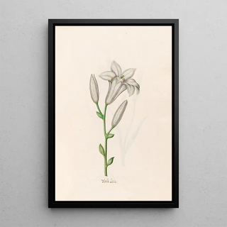 Magdelena Rosina Funck - Weise Lilia.webp