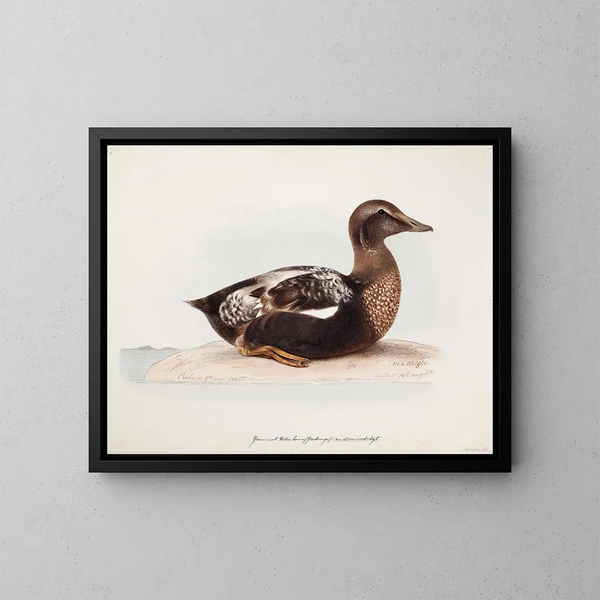 Eider à duvet mâle en verano - Magnus von Wright — cuadro enmarcado en la pared