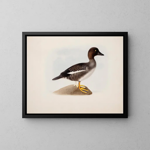 Canard colvert - Magnus von Wright — cuadro enmarcado en la pared