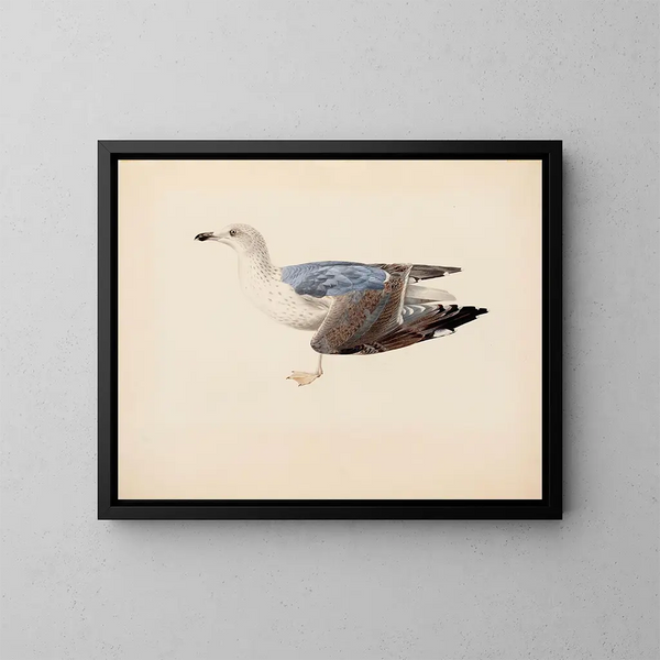 Gaviota ceniza - Magnus von Wright — cuadro enmarcado en la pared
