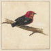 Manakin del pájaro surinamés Pipra Aureola - Carel Borchaert Voet — presentado en un interior