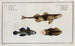 2 Perca Asper La Perche Rugueuse 3 Gobius Jozo El Gobio Azul - Marcus Elieser Bloch — vista de la obra