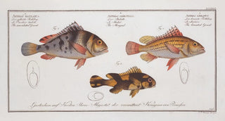 Marcus Elieser Bloch - 1 Anthias lineatus The lineated Grunt 2 Anthias orientalis The Mongrel 3 Anthias maculatus The maculated Grunt.webp