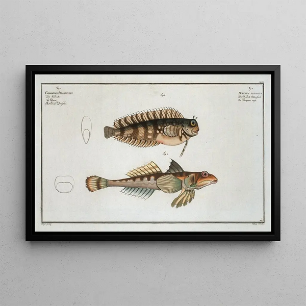 Marcus Elieser Bloch - 1 Blennius fasciatus 2 Callionymus Dracunculus The Sordid Dragoned.webp