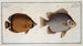 Chaetodon Argus 2 Chaetodon vagabond - Marcus Elieser Bloch — vista de la obra