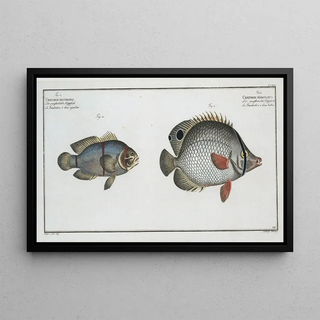 Marcus Elieser Bloch - 1 Chaetodon bimaculatus 2 Chaetodon biaculeatus.webp