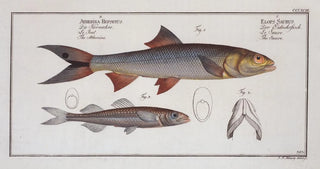 Marcus Elieser Bloch - 1 Elops Saurus The Saure 3 Atherina Hepsetus The Atherine.webp